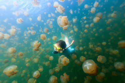 Jellyfish Lake, Eil Malki saar, Palau