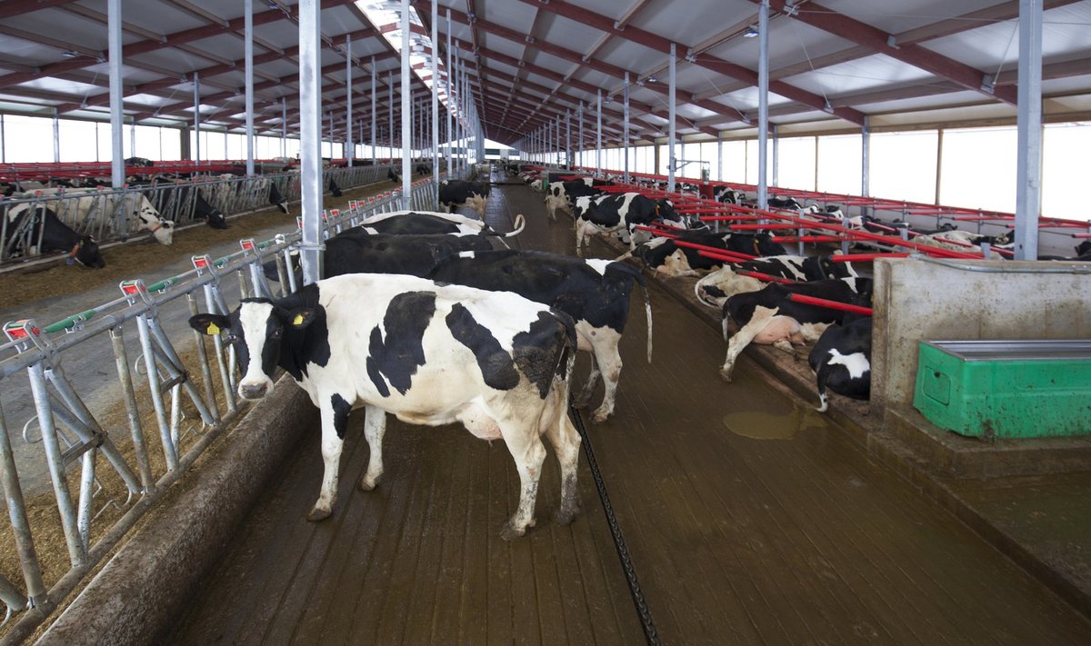 Kaiu farmi uues laudakompleksis on loomad mõlemal pool söödalava vaid kahes reas, ka söödalava on pikemaks ehitatud – nii mahuvad kõik lehmad korraga sööma.