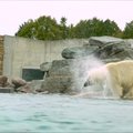 Armas VIDEO | Jääkarud Friida ja Aron suplevad esimest korda