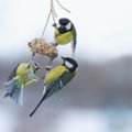 TASUB TEADA | Kümme levinud viga, mida lindude toitmisel tehakse