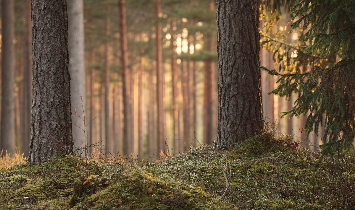 Soomel on suured metsaressursid.