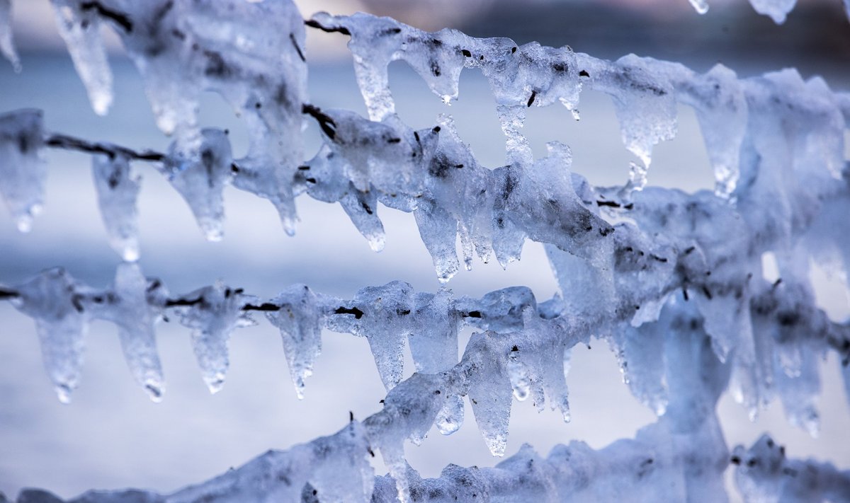 ПОГОДА | Морозные выходные до -20°C, на неделе очередная оттепель и 0°C - Delfi  RUS