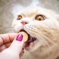 Ravimi manustamise ABC: nutikaid nippe, kuidas kassile rohtu anda