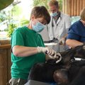FOTOD | Tallinna loomaaia šimpansid läbisid põhjaliku tervisekontrolli