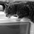PÕNEV | Miks paljud kassid eelistavad kausist joomise asemel hoopis joogiklaasist vett limpsida?