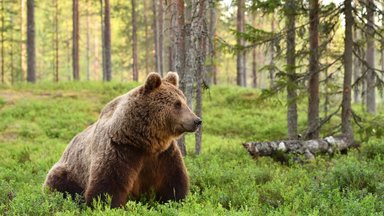ВИДЕО | Ранним утром по дороге в Тарту бегал медведь