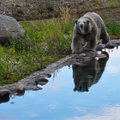 ФОТО | Из-за дождливой погоды в Таллиннском зоопарке белый медведь превратился в бурого