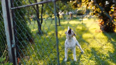 Koer haugub aias: kuidas pidevale haukumisele piir panna?