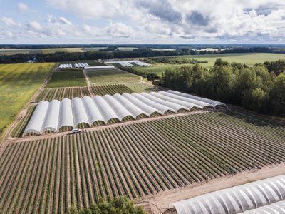 Tartumaal AranFarmingus kasvavad maasikad nii avamaal kui ka kiletunnelites ja nende korjamiseks on vaja mitutkümmend inimest.