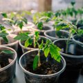 Millal on õige aeg hakata taimi ette kasvatama?