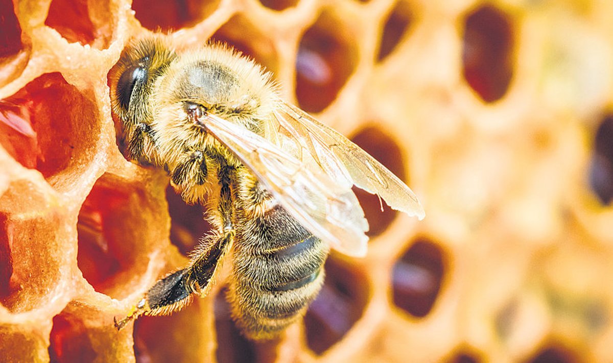 Taruvaiku kasutavad mesilased kärjekannude puhastamiseks, desinfitseerimiseks, kõiksugu pragude täitmiseks, lennuava kitsendamiseks ja tarru sattunud kahjurite katmiseks. Inimesed on kasutanud taruvaiku aasta­tuhandeid nii raviks.