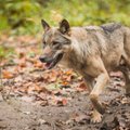 VIDEO | Miks ja kuidas hundid ja koerad oma territooriumi märgistavad?