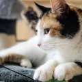 Et ei tekiks paha lõhna: kuidas hooldada suvel kassi liivakasti?
