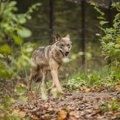 Kes siis ikkagi kariloomi murrab? Eesti metsades leidub ka ohtlikke koerte ja huntide hübriide