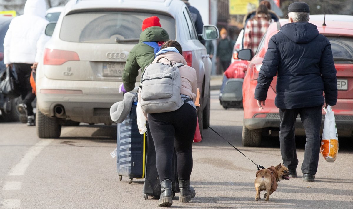 Koerad  Ukraina piiripunktis