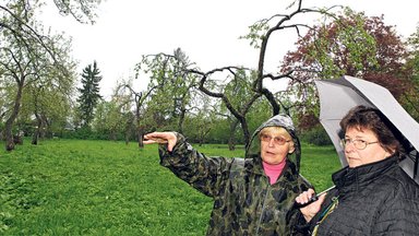 KATSE | Kas ja kuidas tasub lõigata eaka õunapuu oksi