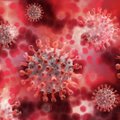 Более патогенный и устойчив к вакцинам? ВОЗ созывает экстренное совещание из-за нового штамма COVID-19
