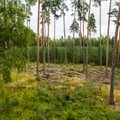 Värske kliimaraport: metsandus ei ole probleem, vaid lahendus. Juhul, kui seda teha säästlikult