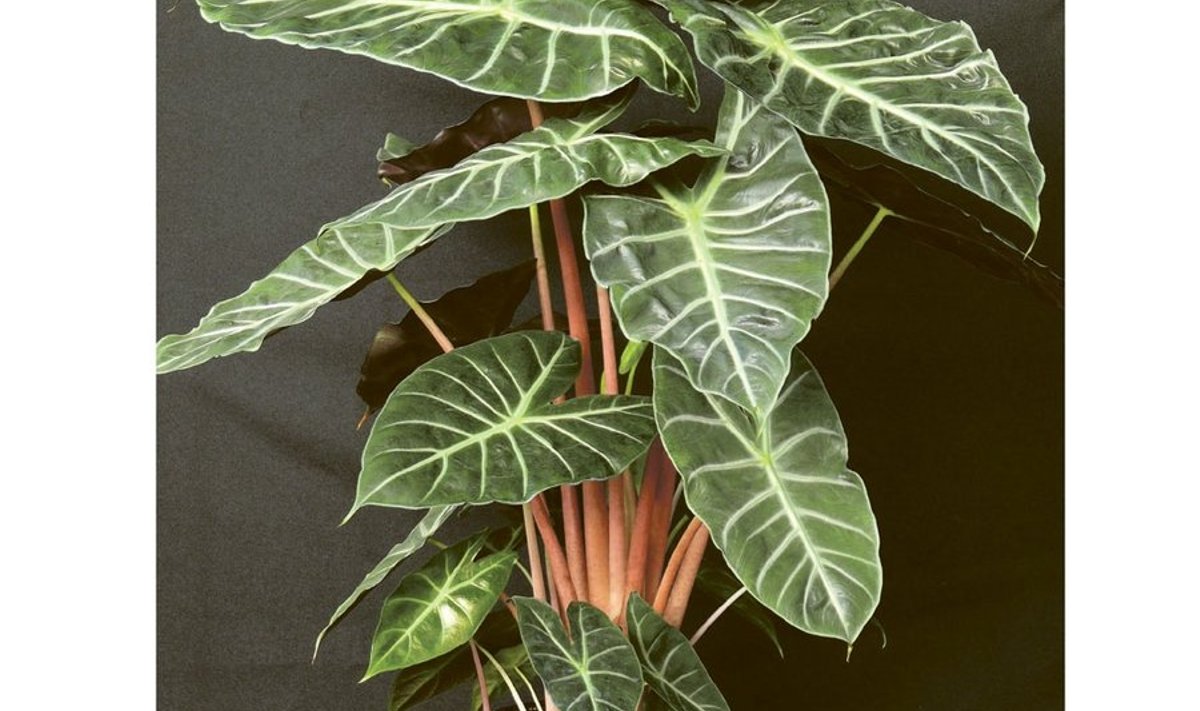 Alokaasia.