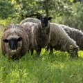 “Söön lammast, magan lambal, pesen lambaga ja kannan lammast,” kinnitab moekunstnik