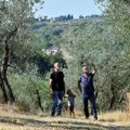 Kuumalaine ja põud seavad ohtu kuulsa Itaalia oliiviõli tootmise