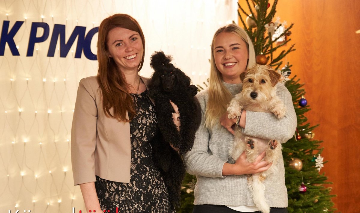 Kääbuspuudel Sipsik ja Jack Russelli terjer Pablo
