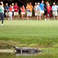 VIDEO: Hulljulge golfar kupatas alligaatori paljaste kätega rajalt minema