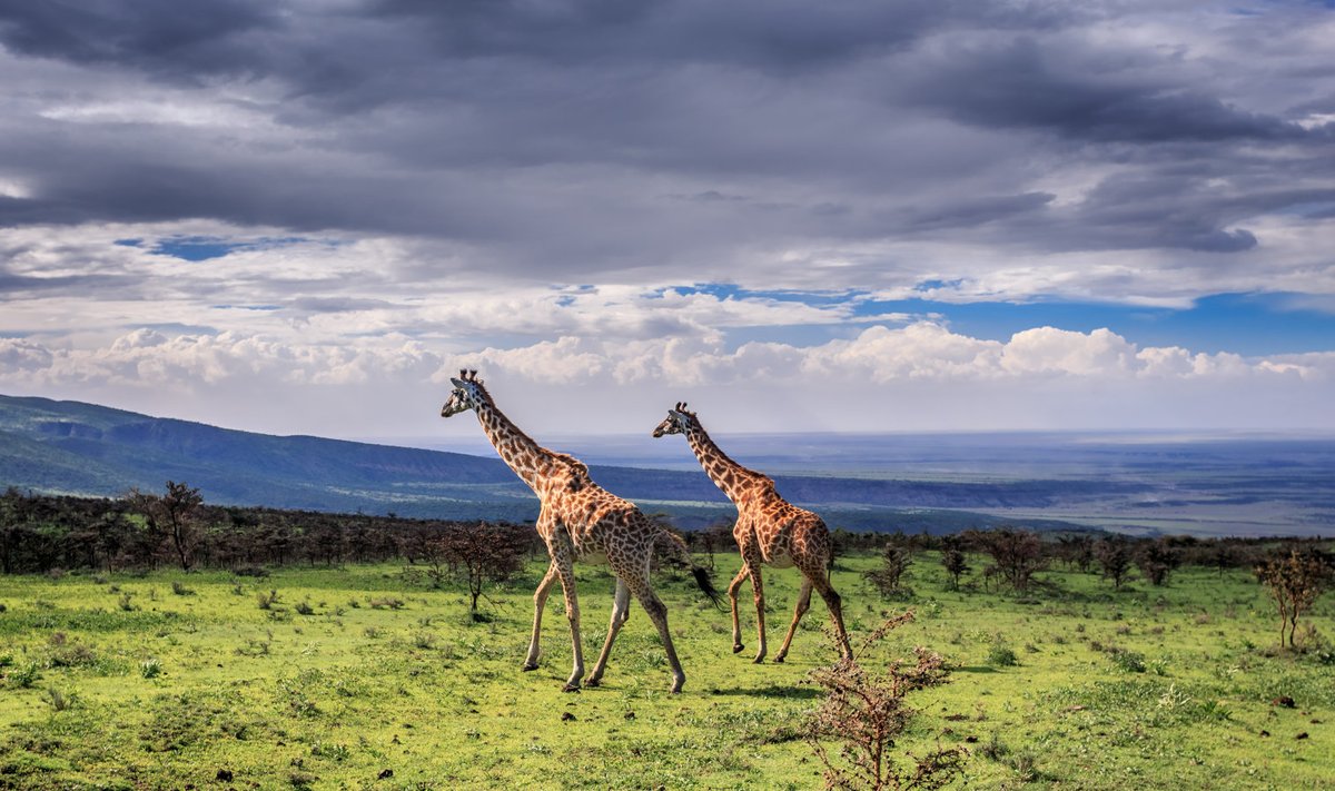 Serengeti rahvuspark Tansaanias