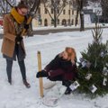 FOTOD | Üliõpilased ehivad Eesti linnade jõulukuused kodu otsivate loomade piltidega