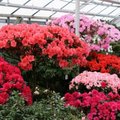 ФОТО | Буйство красок среди зимы: смотрите, как цветет самая большая в Балтии коллекция азалий
