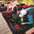 UURING | Suvel suurde tööjõukriisi sattunud põllumajandus sõltub ka tulevikus tugevalt välistööjõust