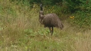 Tartu lähedal metsas jalutab ringi suur eksootiline lind