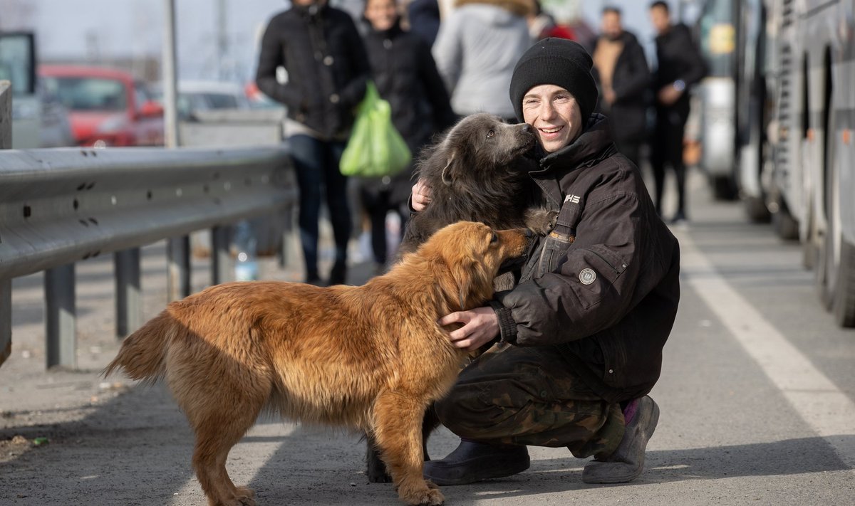 Koerad Ukraina piiripunktis