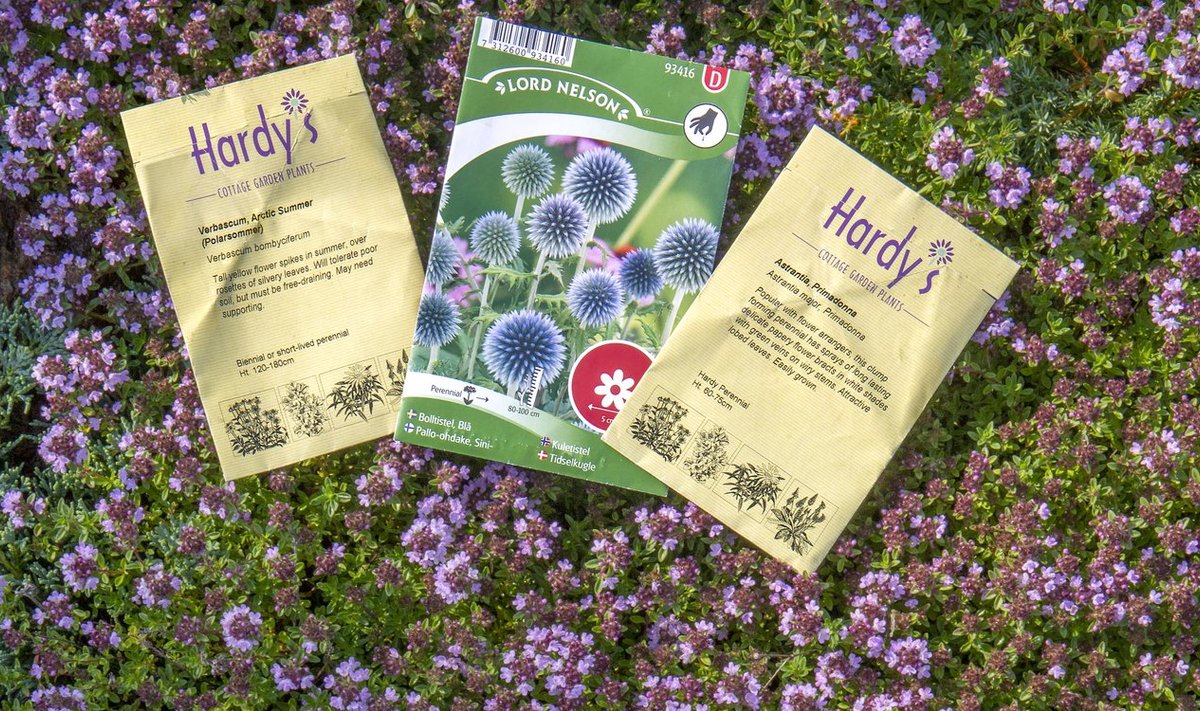Kolm lilleseemnepakki: viltjas vägihein ‘Arctic Summer’, ungari mesiohakas ja suur tähtputk ‘Primadonna’.