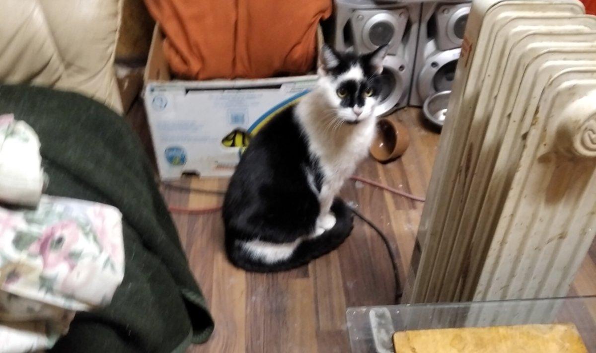 Приютившаяся в мастерской кошка