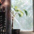 ТОП-5 самых опасных комнатных растений, которые есть в каждом доме