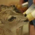 ВИДЕО DELFI: Таллиннскому зоопарку нужны соски и детские бутылочки