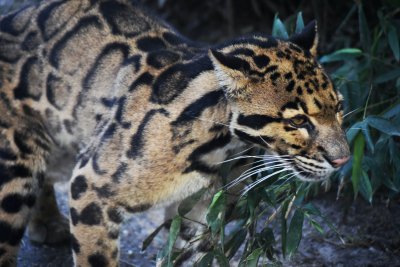 Kasvult on pantrikud väiksemad kui leopardid ja teised suured kaslased. 
