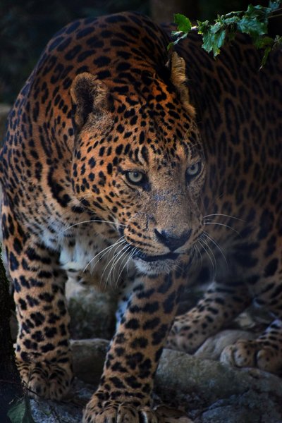 San Diego loomaaia andmetel võib leopard kaaluda kuni 75 kilogrammi. 
