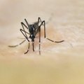 Brasiilia võitleb sääskedega, et vaigistada olümpialaste hirmu Zika viiruse ees