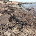 Vallavanem: eile korjati Hiiumaa randadest kokku 2000 liitrit masuuti