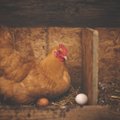 UURING: kanade pidamisviisist ei sõltu munade toiteväärtus