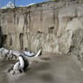 Найдено первое в истории кладбище гигантских вымерших существ