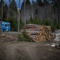 Министр: утверждение, будто лес в Эстонии вырубают быстрее, чем он вырастает, — не отвечает действительности