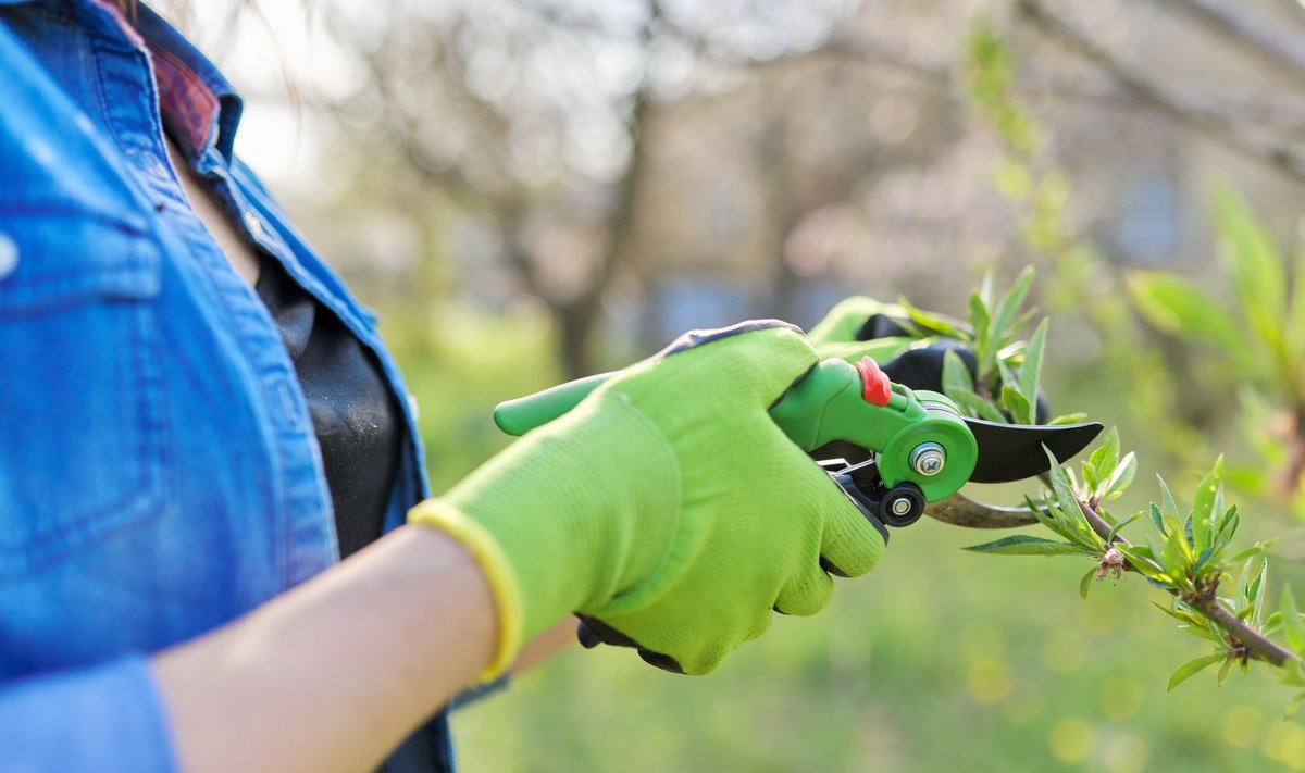 Käed jäävad terveks ja kauniks, kui aiatöödel töökindaid kanda.