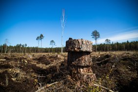 Eurosaadikud toetasid metsa energiaks põletamise jätkamist