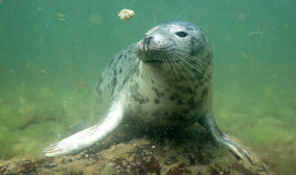 Kuni seadusandluse muutmine venib, Läänemere elanike jaoks reostus ei vähene.