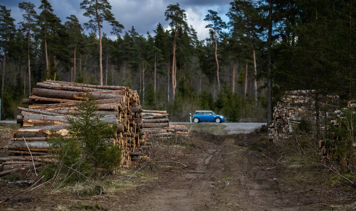 Keskkonnaühendused ütlevad, et vajaduse korral võiks põletada puidutööstuse jääke või puidulisi jäätmeid. Sirgest ümarpalgist oskab eestlane ka kõrget lisandväärtust pakkuvat mööblit või maja meisterdada.