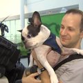 Piloot tegi hädamaandumise, et päästa lastiruumis reisinud koera elu