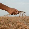 Румыния не справляется с экспортом зерна из Украины